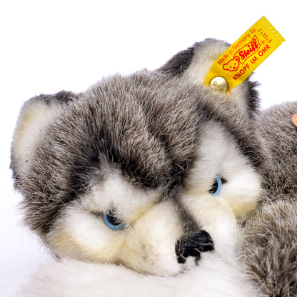 STEIFF - Laying Husky - Yellow Tag 079672, Retired Plush with Tags